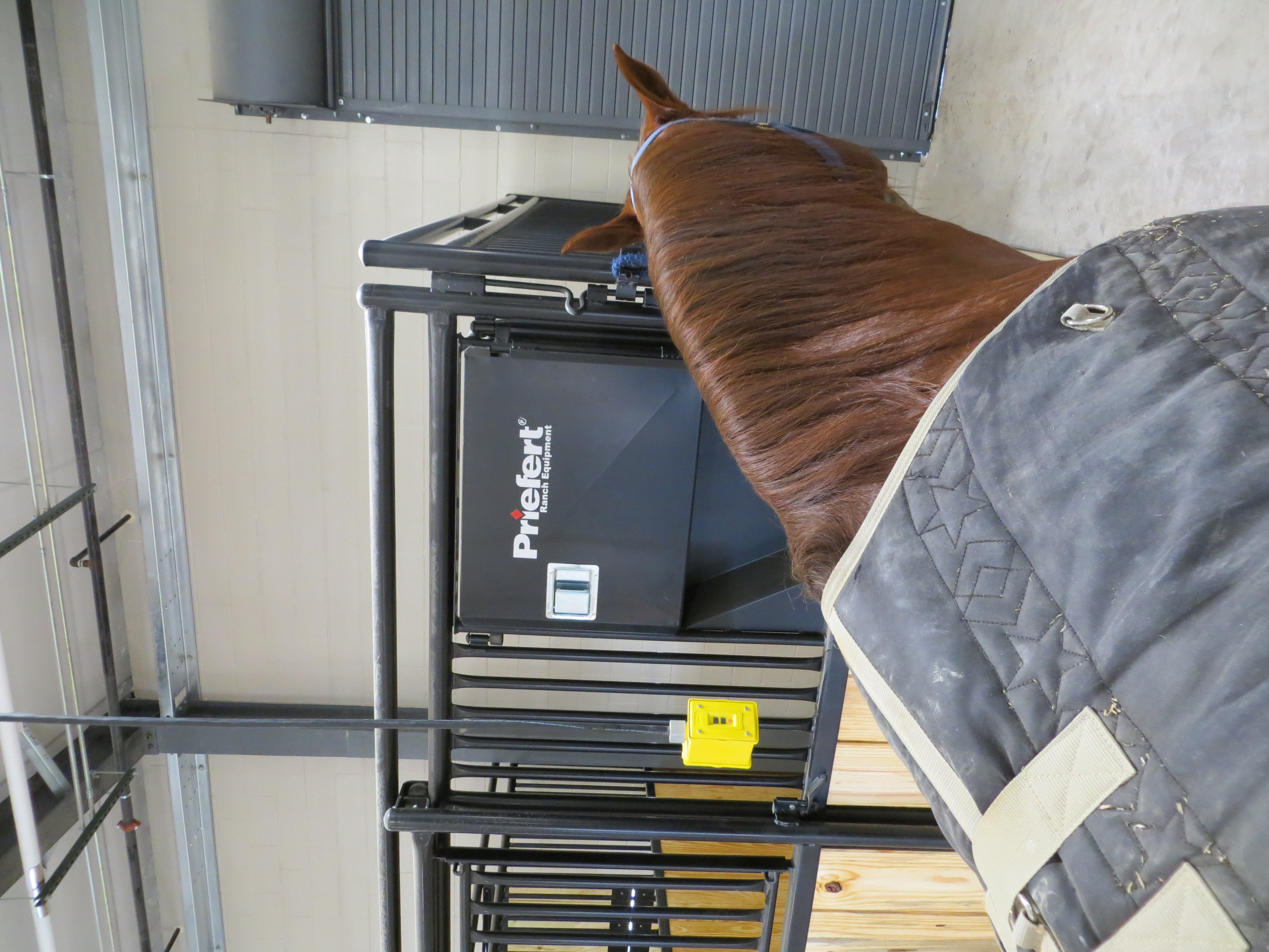 Mounted Patrol 11.JPG